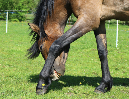 Supporting Your Horse Through Coat Change Season